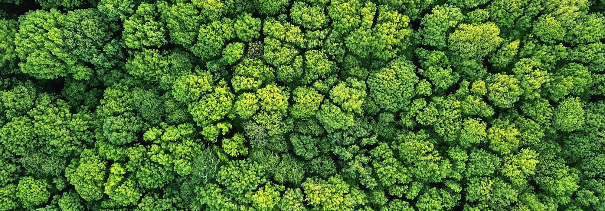 Bovenzicht van een groot, groen bos