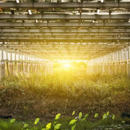 agro fotovoltaico