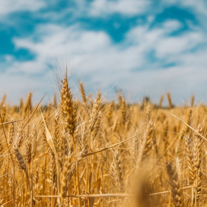 campo di grano