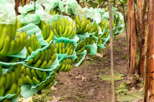 platanos