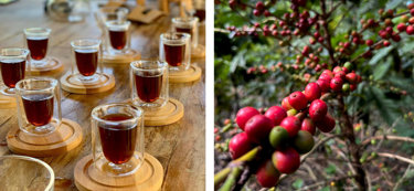 UTATLAN Caf&eacute;