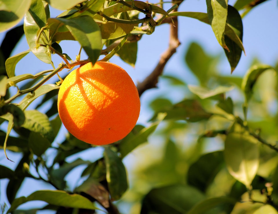 naranjas en un arbol